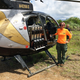 Los cebos se dejan colgando de los árboles desde helicópteros. Foto: U.S. Department of Agriculture